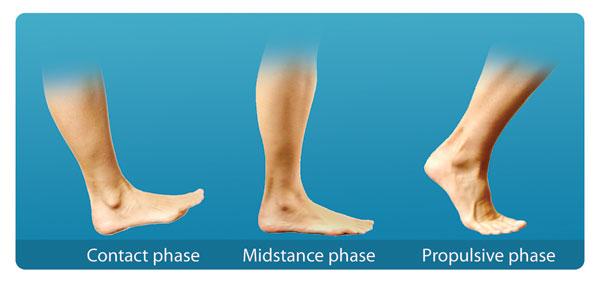 phases of the gait cycle